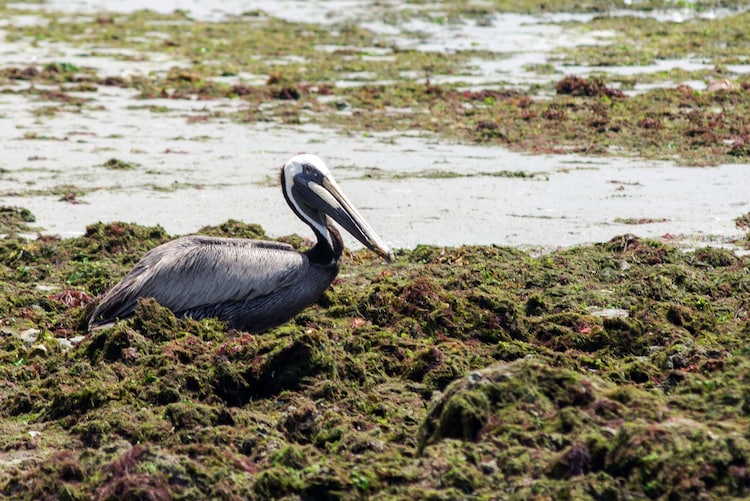 Sargasso Sea facts, sea without coastline, Sargasso Sea has no shore, Atlantic Ocean currents, Sargassum seaweed, unique seas in the world, ocean gyre, marine ecosystem Atlantic