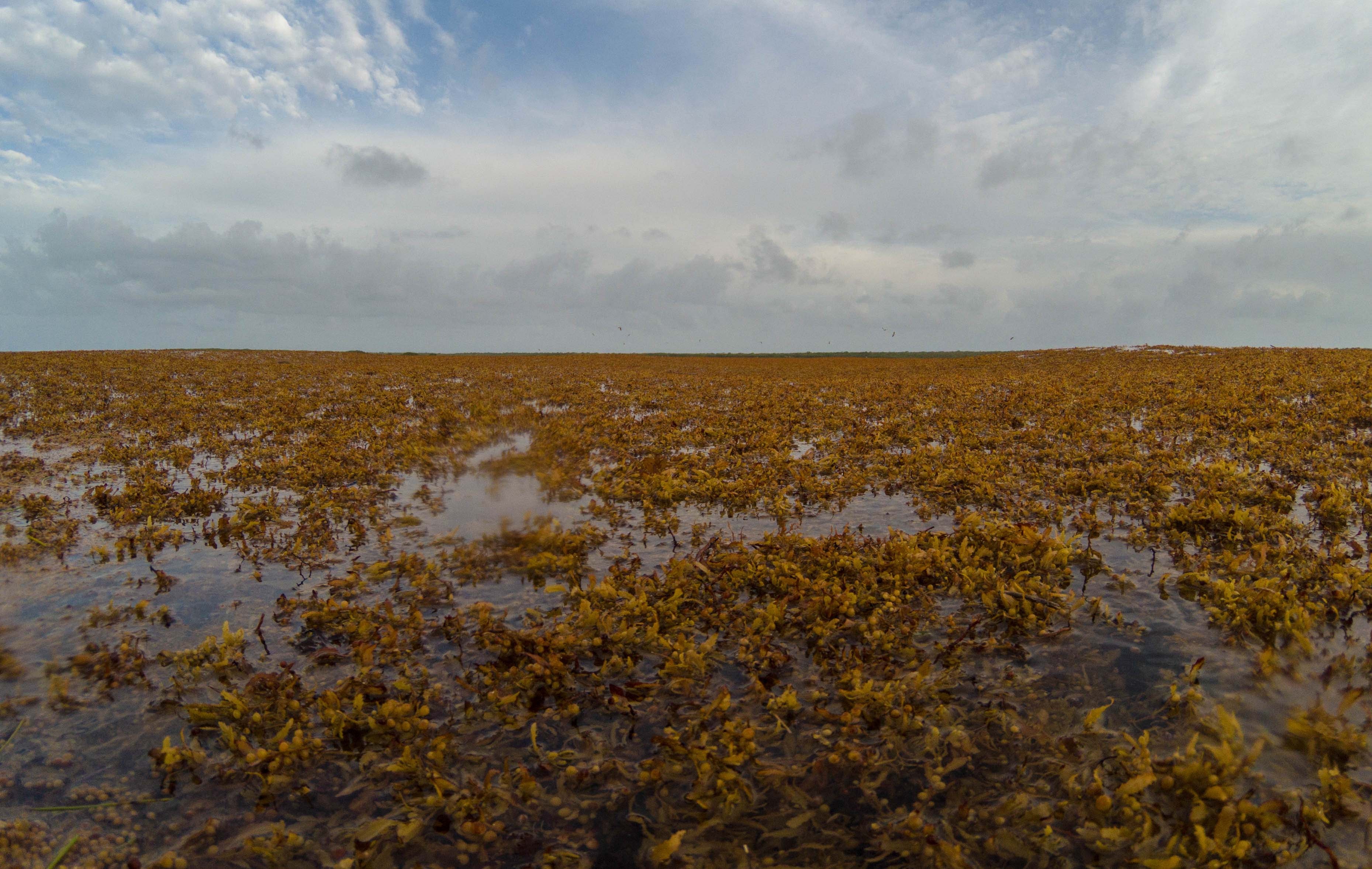 Sargasso Sea facts, sea without coastline, Sargasso Sea has no shore, Atlantic Ocean currents, Sargassum seaweed, unique seas in the world, ocean gyre, marine ecosystem Atlantic