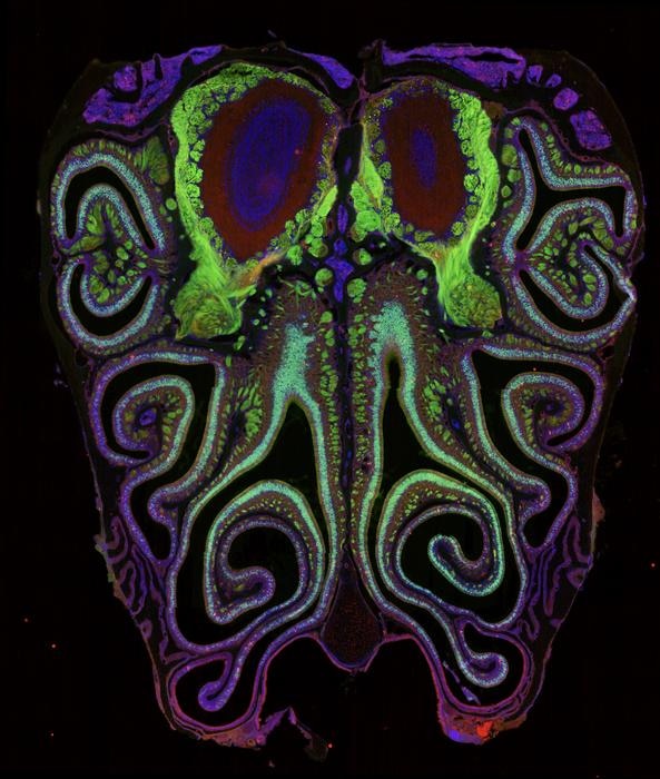  A microscopic view of the mouse nose showing the colourful organisation of smell neurons. (Photo: Datta Lab)