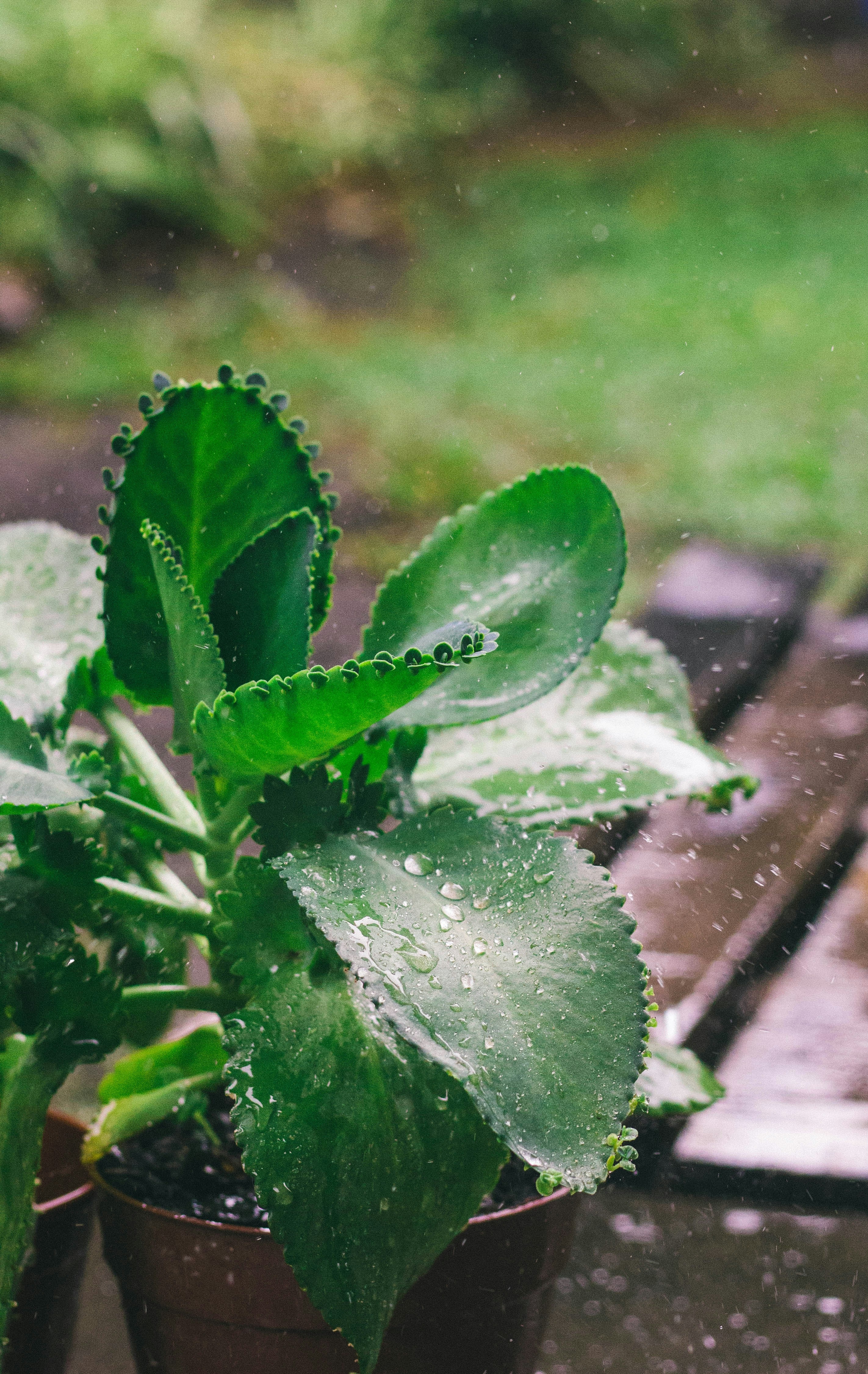 A raindrop hitting a puddle creates underwater sound pressure comparable to standing near a jet engine. This is powerful enough to wake a sleeping seed. (Photo: Unsplash)
