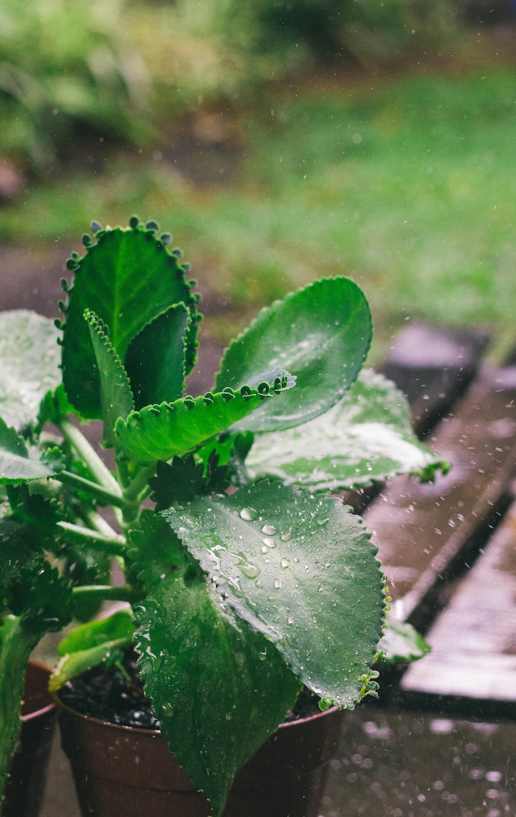 A raindrop hitting a puddle creates underwater sound pressure comparable to standing near a jet engine. This is powerful enough to wake a sleeping seed. (Photo: Unsplash)