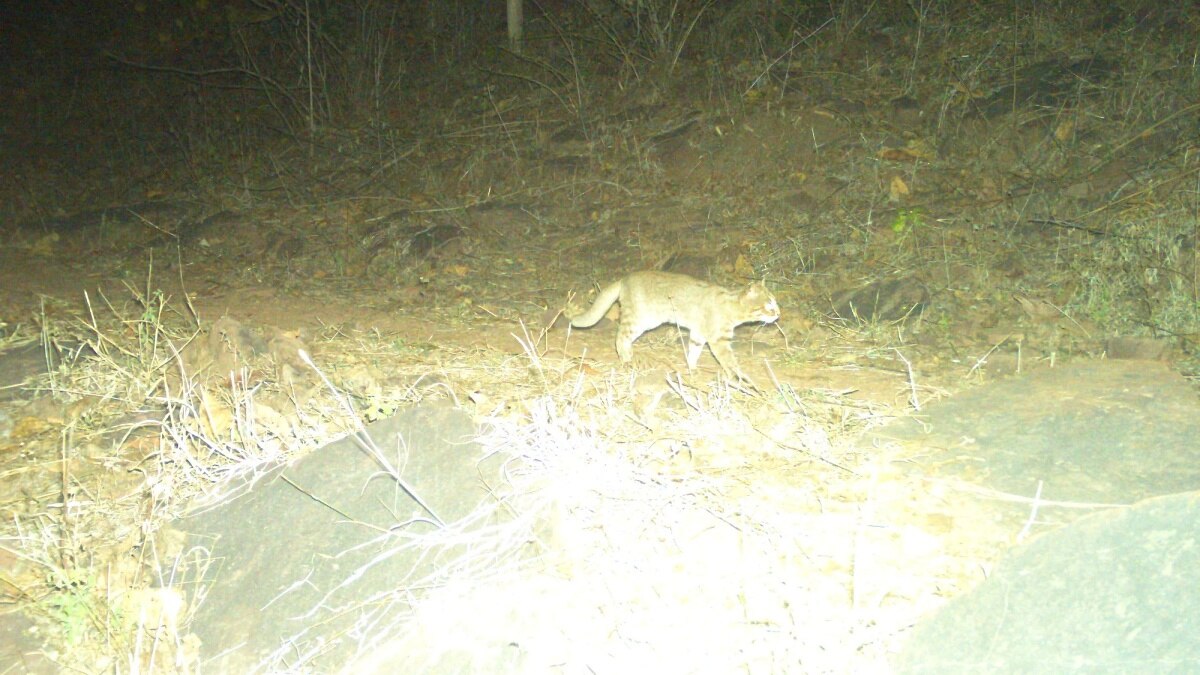 Rusty-spotted cat