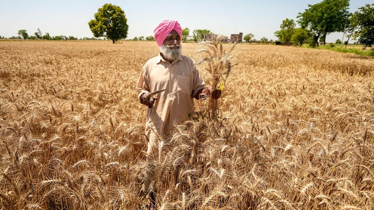 A wheat farmer in north India races the clock as terminal heat stress threatens rabi crops, including wheat, in the field. (Photo: PTI)