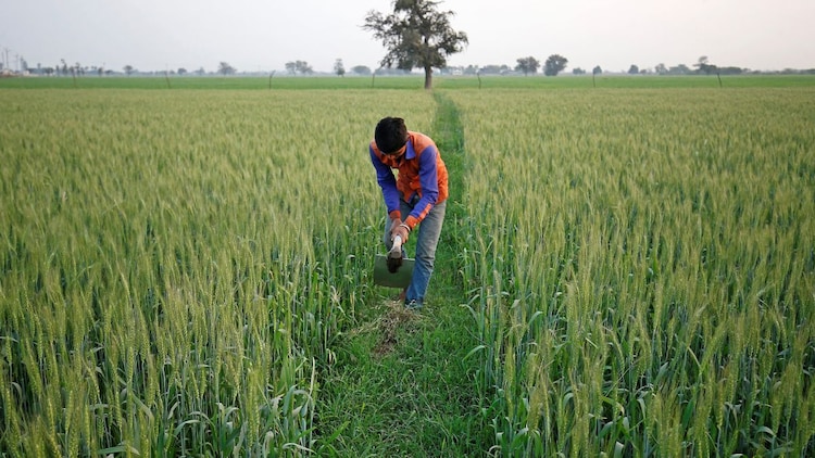 Standing Rabi crops like wheat suffered significant damage from ice. (Photo: Reuters)