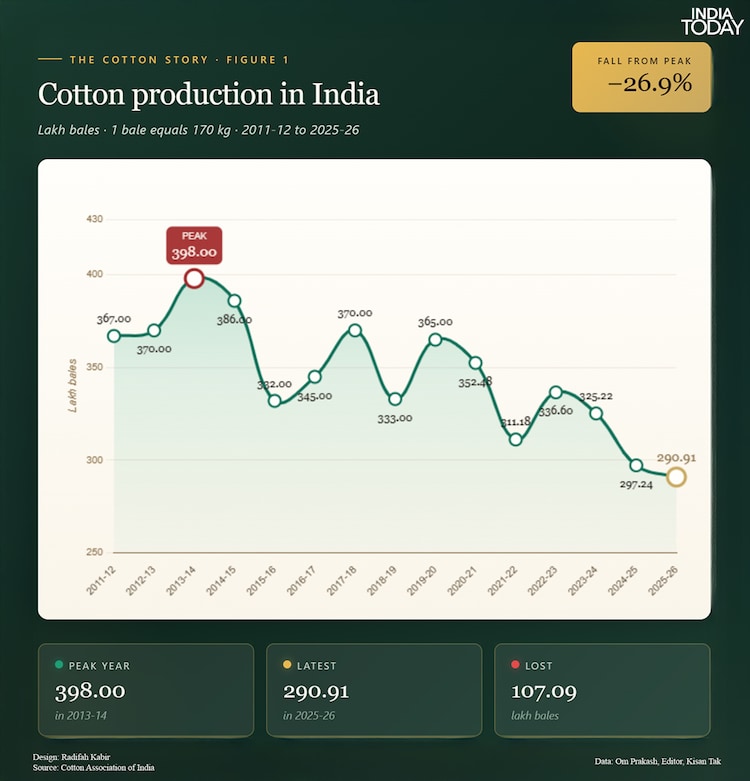 Indian cotton production touched a historic peak of 398 lakh bales in 2013-14, after which it has steadily declined to 290.91 lakh bales in 2025-26, a fall of 26.9 per cent, or 107 lakh bales, from the 2013-14 high. (Photo: Radifah Kabir/India Today)
