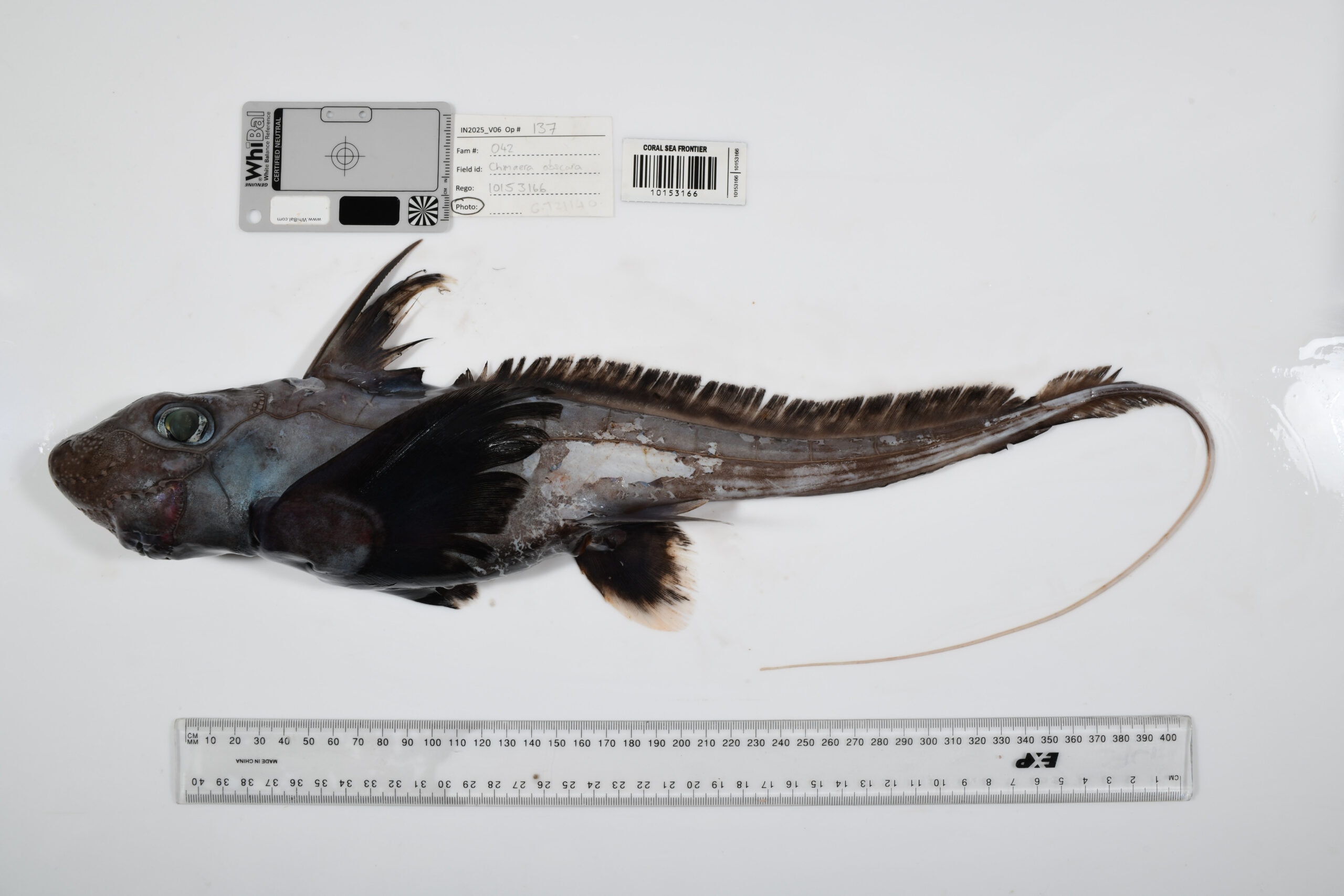 A ghost shark chimaera discovered at around 2,700 feet in Australia's Coral Sea Marine Park. These creatures split from sharks and rays on the evolutionary tree roughly 400 million years ago, long before the dinosaurs appeared. (Photo: The Nippon Foundation-Nekton Ocean Census/CSIRO)