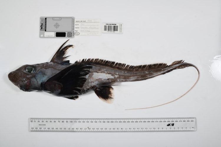 A ghost shark chimaera discovered at around 2,700 feet in Australia's Coral Sea Marine Park. These creatures split from sharks and rays on the evolutionary tree roughly 400 million years ago, long before the dinosaurs appeared. (Photo: The Nippon Foundation-Nekton Ocean Census/CSIRO)