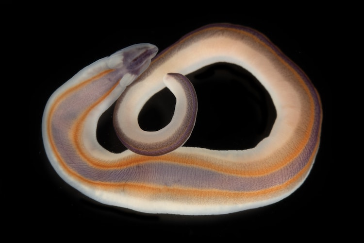 A brightly striped ribbon worm found off the coast of Timor-Leste. The vivid orange markings signal powerful chemical toxins; related compounds are being studied as potential treatments for Alzheimer's disease and schizophrenia. (Photo: The Nippon Foundation-Nekton Ocean Census/Gustav Paulay)
