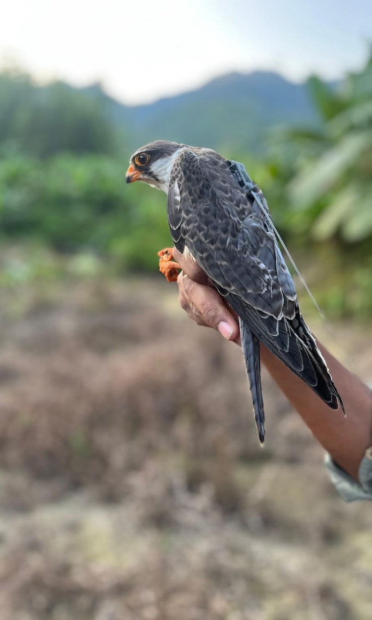 Alang, the young female Amur Falcon currently crossing the Arabian Sea non-stop, photographed at Tamenglong, Manipur. (Photo: X/@supriyasahuias)