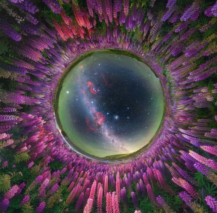 Pink and purple lupines bloom across a hillside in Twizel, New Zealand, beneath a rising Milky Way in November, when spring wildflowers transform the southern landscape. Photographer Alvin Wu used a fisheye lens to make the flowers encircle the galaxy in a vivid natural frame. (Photo credit: Alvin Wu/Capture the Atlas)