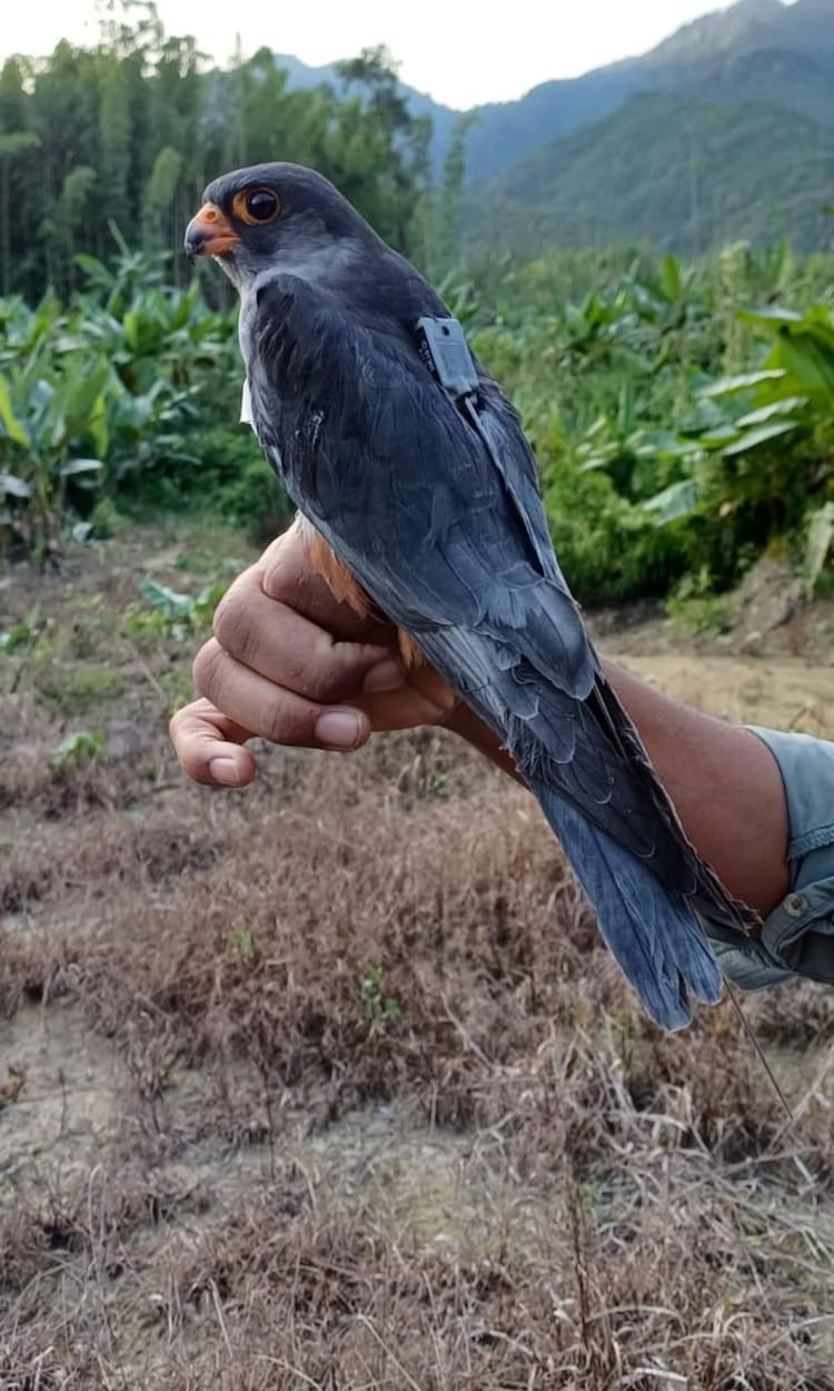 Apapang, the adult male Amur Falcon who flew 4,750 km non-stop from Somalia to central India in just 95 hours, photographed at Tamenglong, Manipur, with his satellite tag fitted ahead of his record-breaking spring migration. (Photo: X/@supriyasahuias)