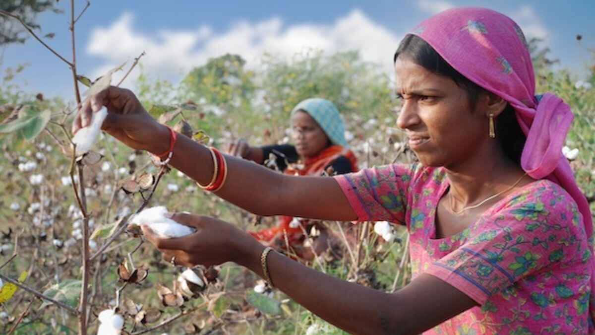 India approved Bollgard-I, the first generation of Bt cotton, in March 2002, with three hybrids cleared by the Genetic Engineering Approval Committee, Mech-12 Bt, Mech-162 Bt and Mech-184 Bt. (Photo: X/@91basispoints)