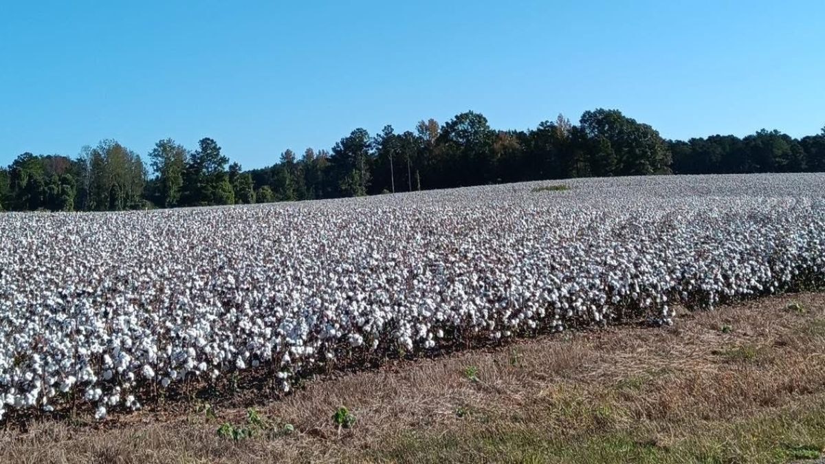 Hybrid seeds do not breed true, which means Indian cotton farmers must buy fresh Bt seed every season at premium prices, unlike farmers in countries that use varietal cotton. (Photo: X/@AgBioWorld)
