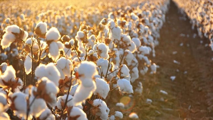 Indian hybrid Bt cotton plants typically grow for 170 days or more, against the 150 days or less of pure-line varieties grown elsewhere, giving the pink bollworm a longer window to feed and reproduce. (Photo: X/@FinFloww)