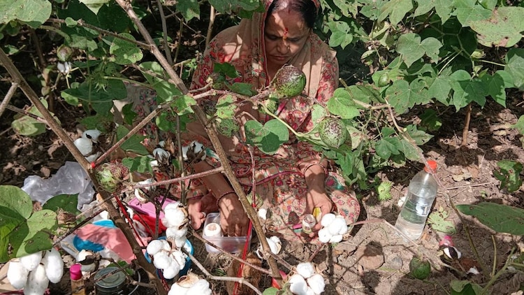 By 2015-16, Bt cotton had pushed India's cotton output to nearly 40 million bales, transforming the country into the second-largest cotton producer in the world, behind only China. (Photo: X/@ganeshnanote)