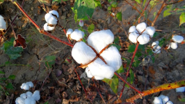 The Indian agricultural extension system, which was meant to teach Bt cotton farmers about resistance management and refuge planting, never reached most of the country's smallholders. (Photo: X/@GMWatchIndia)