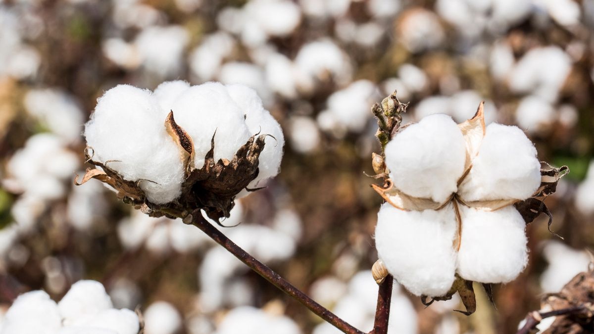 India is the only major cotton-producing country that delivered Bt cotton almost entirely through hybrid varieties, rather than the pure-line varieties used in the United States, China, Brazil and Australia. (Photo: X/@isaaa_org)