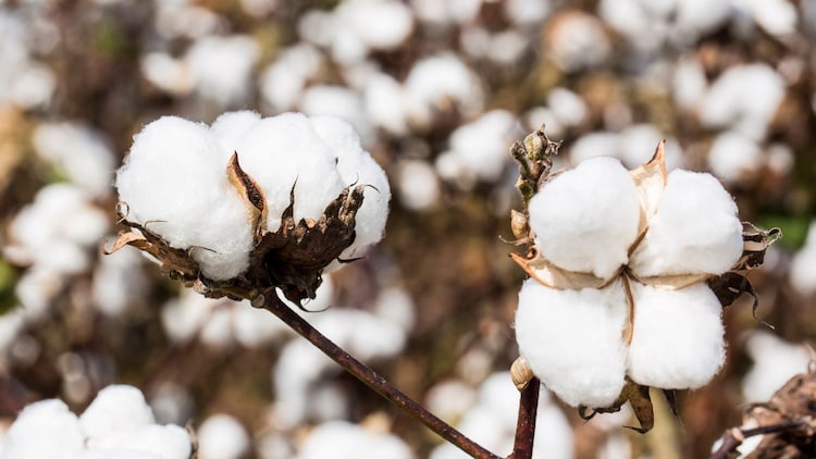 India is the only major cotton-producing country that delivered Bt cotton almost entirely through hybrid varieties, rather than the pure-line varieties used in the United States, China, Brazil and Australia. (Photo: X/@isaaa_org)
