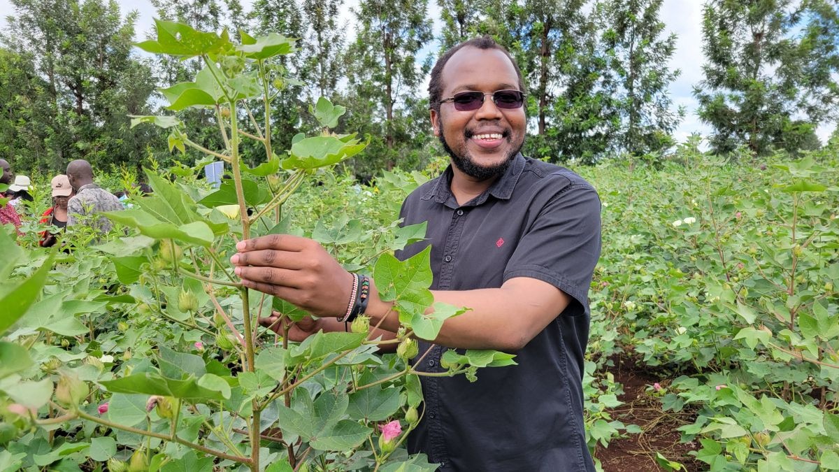 Bollgard-II continues to work against the American bollworm and the tobacco cutworm, the other major bollworm species that once devastated Indian cotton. It is only against the pink bollworm that the technology has lost its grip. (Photo: X/@kibetwilly35)