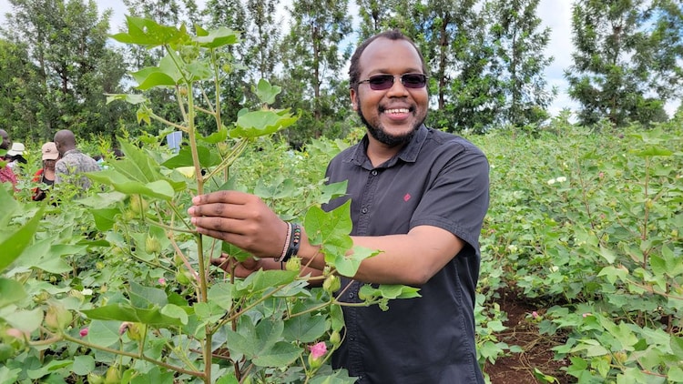 Bollgard-II continues to work against the American bollworm and the tobacco cutworm, the other major bollworm species that once devastated Indian cotton. It is only against the pink bollworm that the technology has lost its grip. (Photo: X/@kibetwilly35)