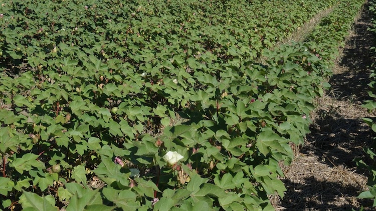 In the first five years after Bt cotton was introduced, pesticide spraying in Indian cotton fields fell by roughly half. (Photo: X/@kstateextension)
