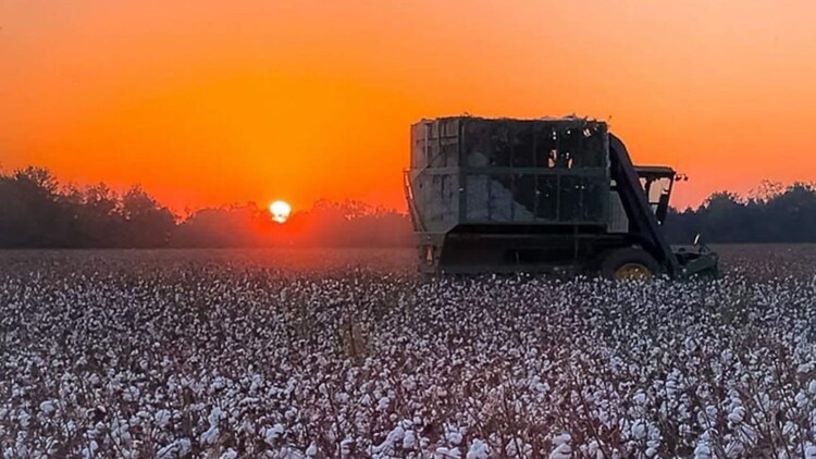 The Mission for Cotton Productivity, approved by the Union Cabinet on May 6, 2026, allocates Rs 5,659.22 crore towards lifting Indian cotton output to 498 lakh bales by 2031, with yields targeted at 736 to 755 kilograms per hectare. (Photo: Michael Freeman via X/@AgBioWorld)