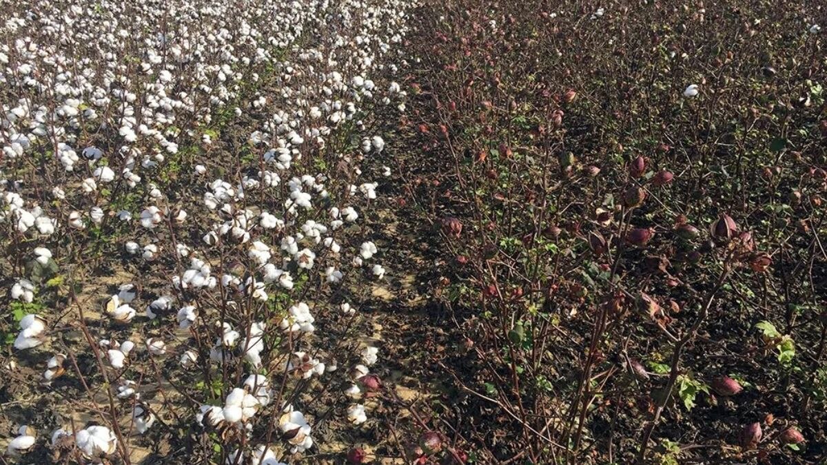 Left: Bt cotton, which produces its own insecticide against bollworms. Right: Non-Bt cotton, which does not, and was meant to be planted alongside Bt fields as a refuge to slow pest resistance. (Photo: X/@simonmaechling)
