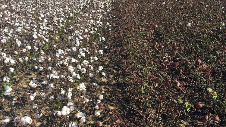 Left: Bt cotton, which produces its own insecticide against bollworms. Right: Non-Bt cotton, which does not, and was meant to be planted alongside Bt fields as a refuge to slow pest resistance. (Photo: X/@simonmaechling)