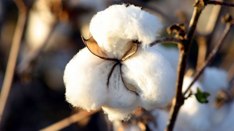 While Bt cotton transformed Indian agriculture in its first decade, scientists across India today agree that the next leap will depend less on the gene itself and more on resistance management, integrated pest management, and the integration of Bt cotton with agronomy and mechanisation. (Photo: X/@techtextoday)