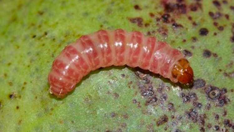 Half a centimetre long and mottled grey-brown, the pink bollworm, Pectinophora gossypiella, is the small, patient insect that has spent two decades quietly outpacing the most carefully engineered proteins in the history of Indian agriculture. (Photo: X/@UPSCWatchIAS)