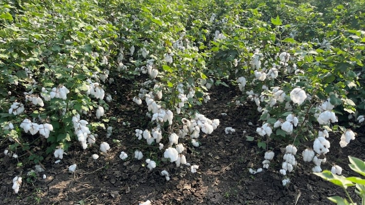 Around 80 to 90 per cent of India's cotton acreage uses Bt seed today, but the technology has not been refreshed since 2006, when Bollgard-II was cleared. (Photo: X/@VNMKV)