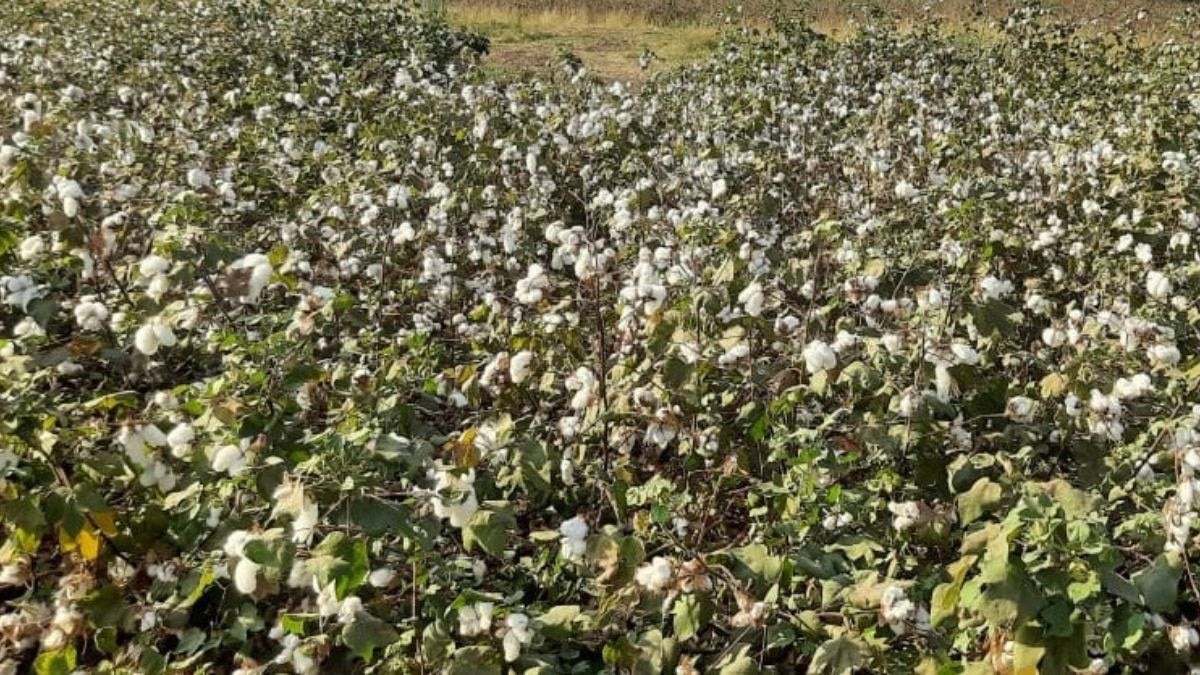 Bt cotton seed is significantly more expensive than non-Bt seed, and the cost was one of the key reasons Indian farmers did not comply with the refuge strategy that could have slowed pink bollworm resistance. (Photo: X/@VNMKV)