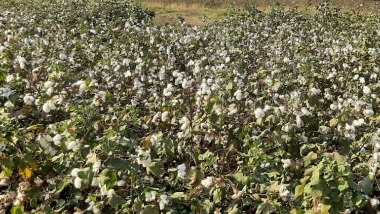 Bt cotton seed is significantly more expensive than non-Bt seed, and the cost was one of the key reasons Indian farmers did not comply with the refuge strategy that could have slowed pink bollworm resistance. (Photo: X/@VNMKV)