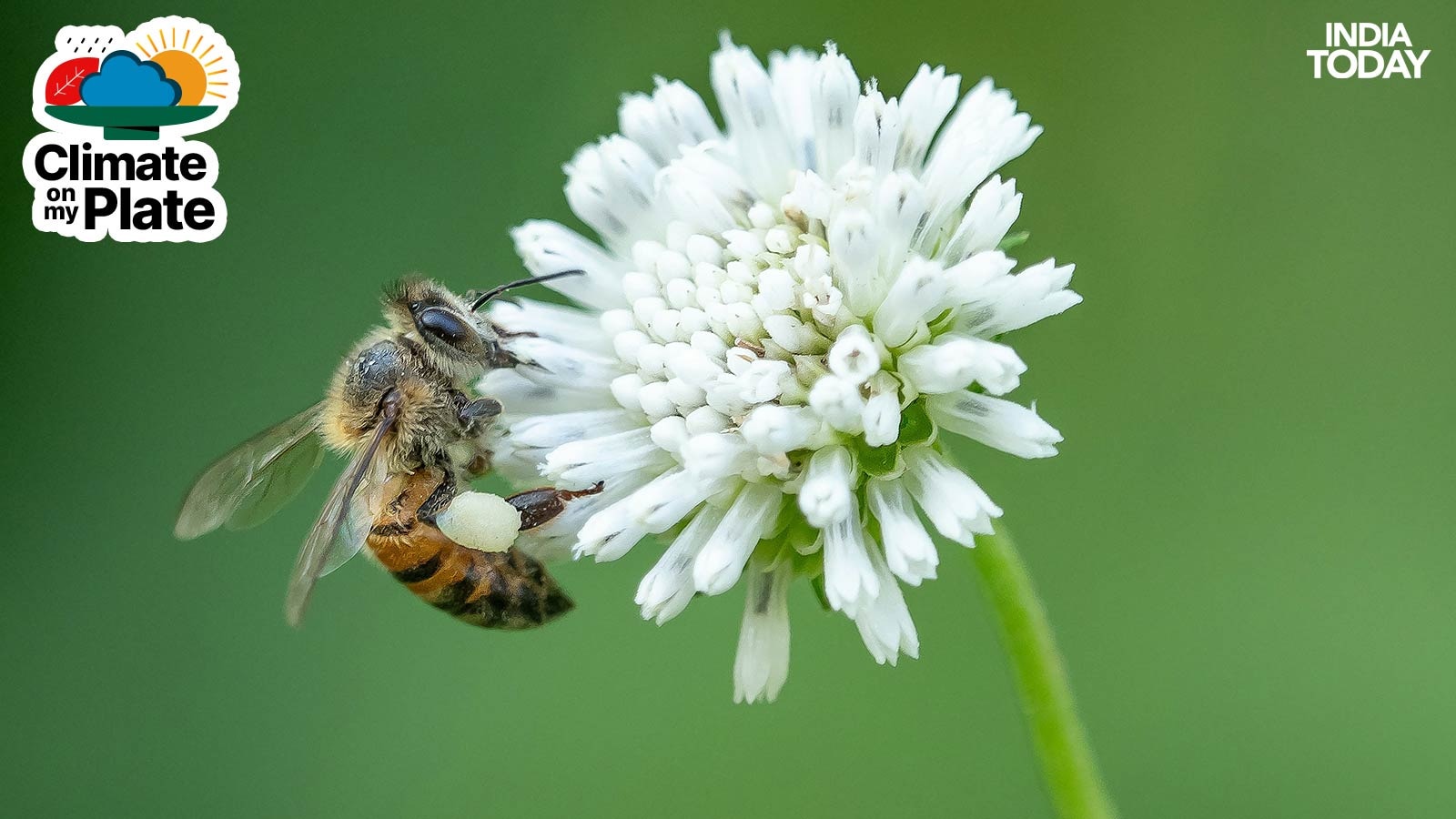 A bee forages on a flower. (Photo: Unsplash)