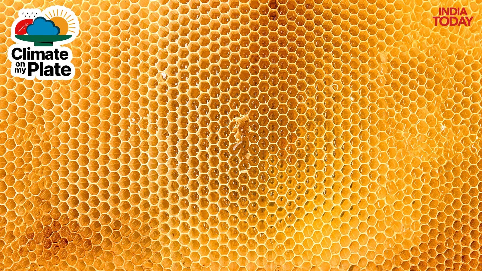 The wax cells of a full honeycomb, capped and ready for extraction, glow amber under sunlight. (Photo: Unsplash)