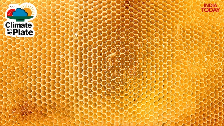 The wax cells of a full honeycomb, capped and ready for extraction, glow amber under sunlight. (Photo: Unsplash)