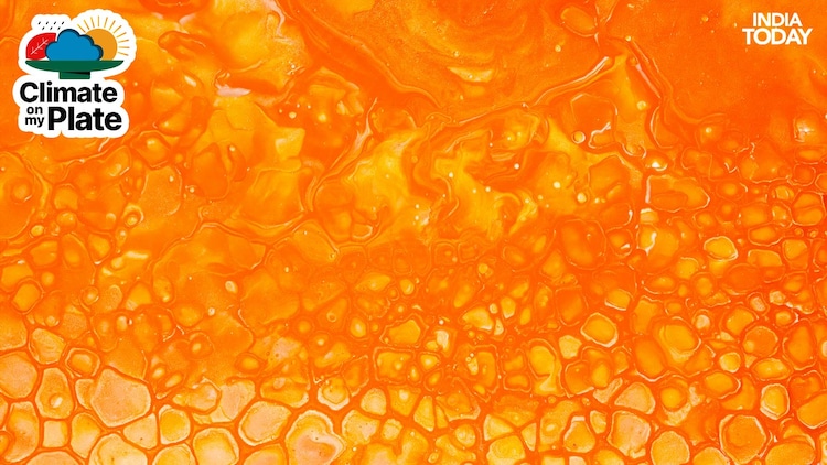 The wax cells of a full honeycomb, capped and ready for extraction, glow amber under sunlight. (Photo: Unsplash)