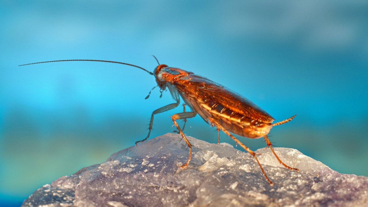 cockroach