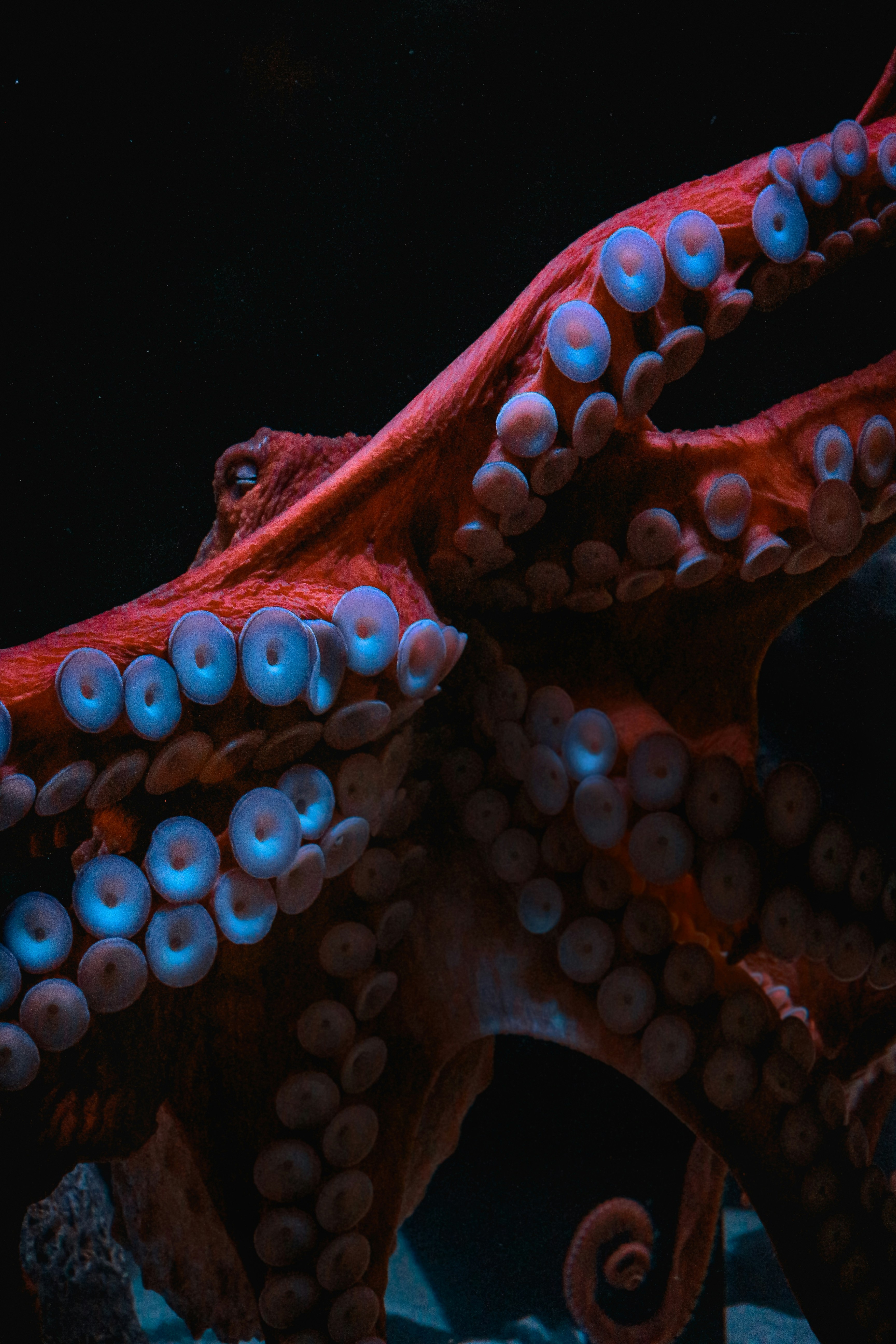 With no rigid skeleton, an octopusâs body can compress to fit almost any space, with its beak being the only hard structure it possesses. (Photo: Unsplash)