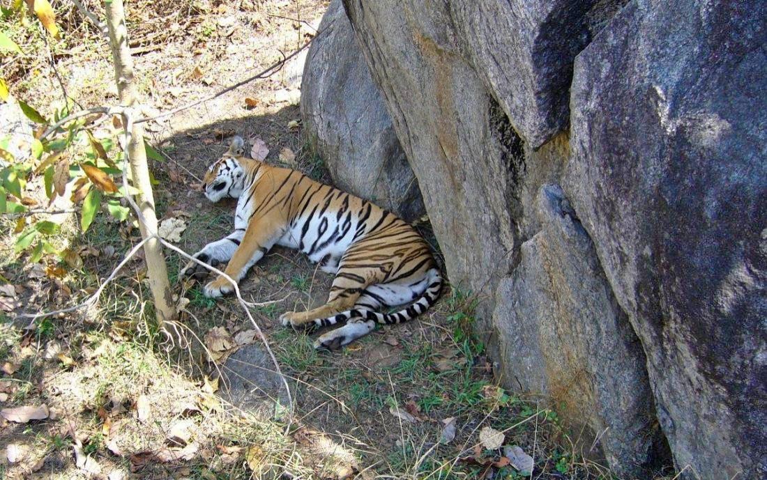 Dead Tiger