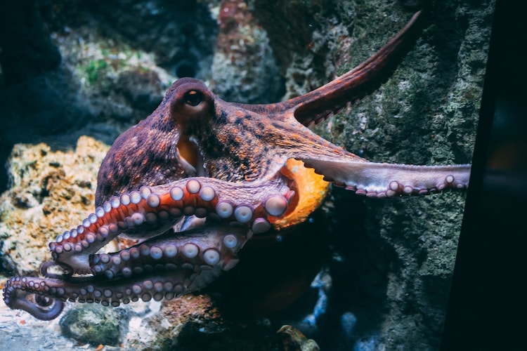 An octopus moves across the ocean floor, its eight arms working in seamless coordination, each one capable of tasting, touching, and acting independently of the others. (Photo: Unsplash)