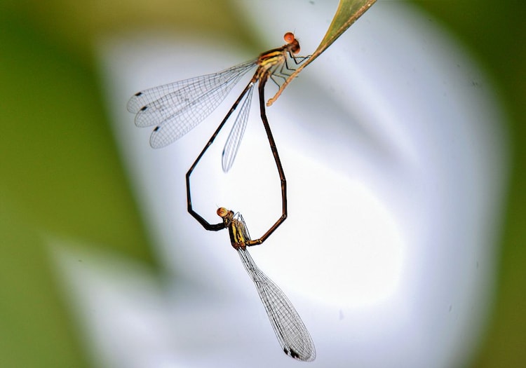 Dragonfly