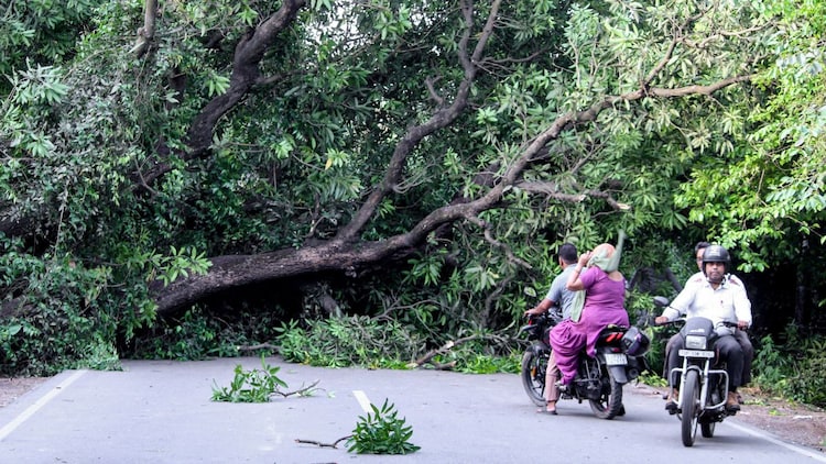 Damage caused by straight-line winds from a microburst event. Unlike tornadoes, which leave a twisting path of destruction, microbursts produce an outward starburst pattern of damage, but the force over a localised area can be equally devastating. (Photo: PTI)