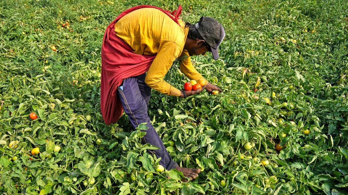 Farmer
