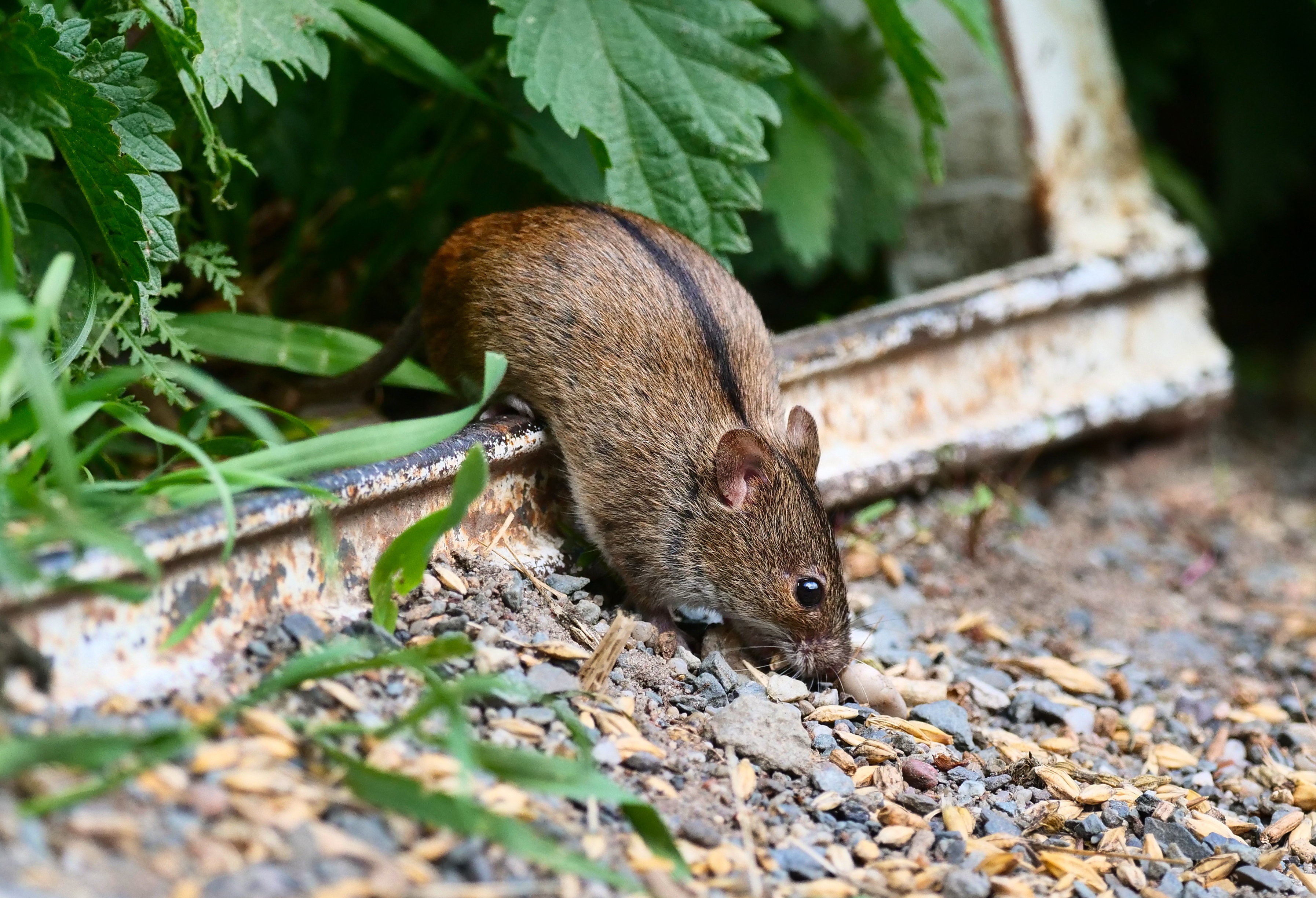 Hantavirus infections are usually caused by contact with infected rodents, especially exposure to their urine, saliva, or droppings. (Photo: Getty Images)