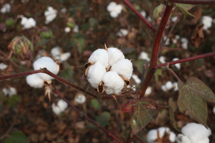 The Cry1Ac toxin inside Bt cotton binds to receptors in the gut of certain caterpillars, forms a pore, and ruptures the gut wall, killing the insect within days of feeding on the plant. (Photo: Getty)