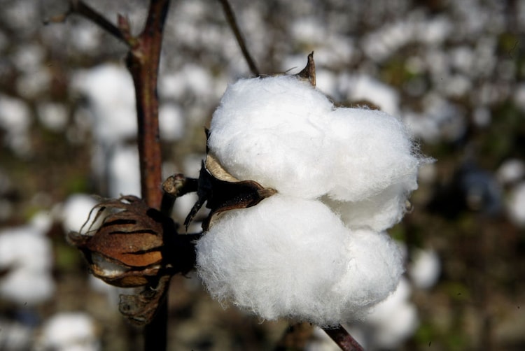 Bt cotton was the first and remains the only genetically modified crop approved for commercial cultivation in India. (Photo: Getty)
