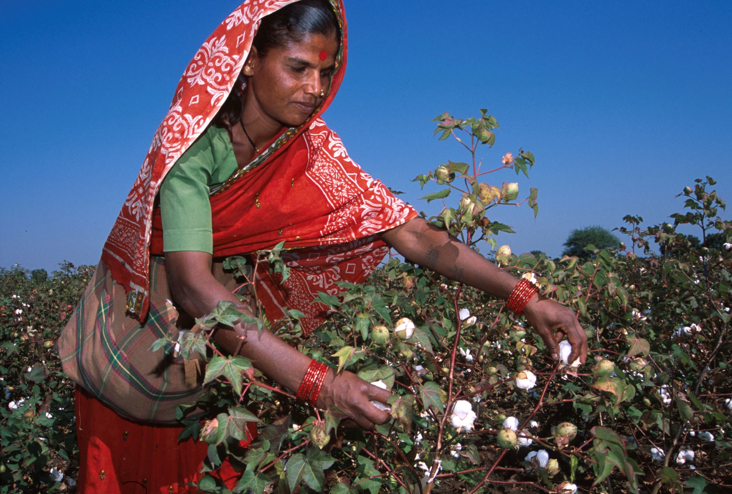 Bt cotton is a genetically modified cotton plant that carries a gene from the soil bacterium Bacillus thuringiensis, which produces Cry proteins toxic to bollworm caterpillars. (Photo: Getty)