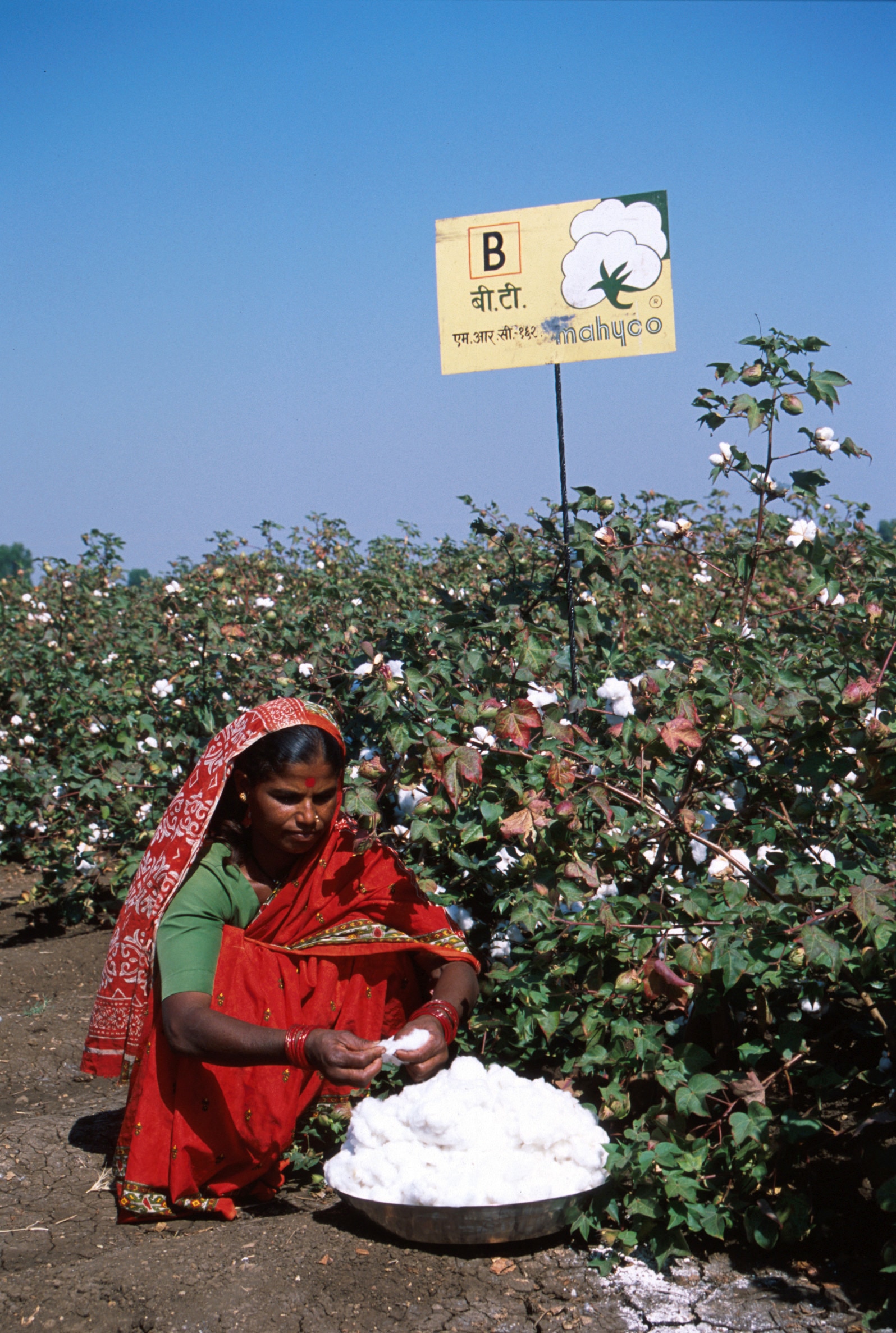 Indian cotton production rose from roughly 130 lakh bales in 2001-02 to 398 lakh bales in 2013-14, the highest harvest the country has ever recorded. (Photo: Getty)