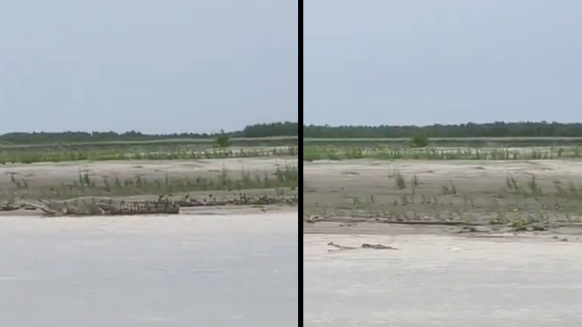 The first confirmed gharial record in Kaziranga came in March 2022, when one was photographed on a sandbar in the Brahmaputra at Silghat. The May 2026 sighting in the Burhapahar Range is the first ever documented by tourists. (Photo: X/@CMOfficeAssam)